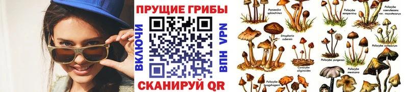 Галлюциногенные грибы Cubensis  mega ONION  Волжск 